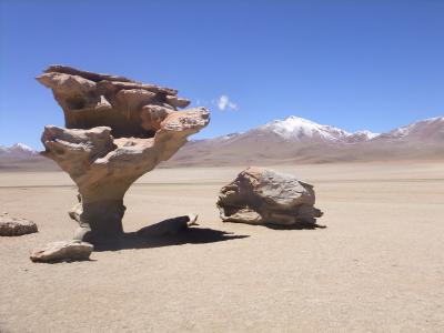 Arbol de Piedra